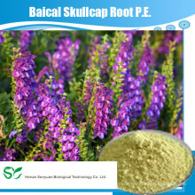 Hochwertige Baikal Skullcap Wurzel PE Baicalin 70%, 80% durch HPLC